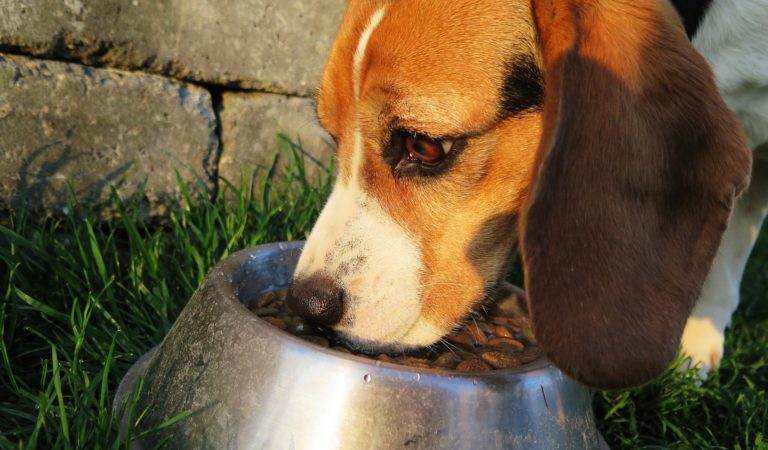 Leitlinien für die Auswahl einer gesunden Hundeernährung