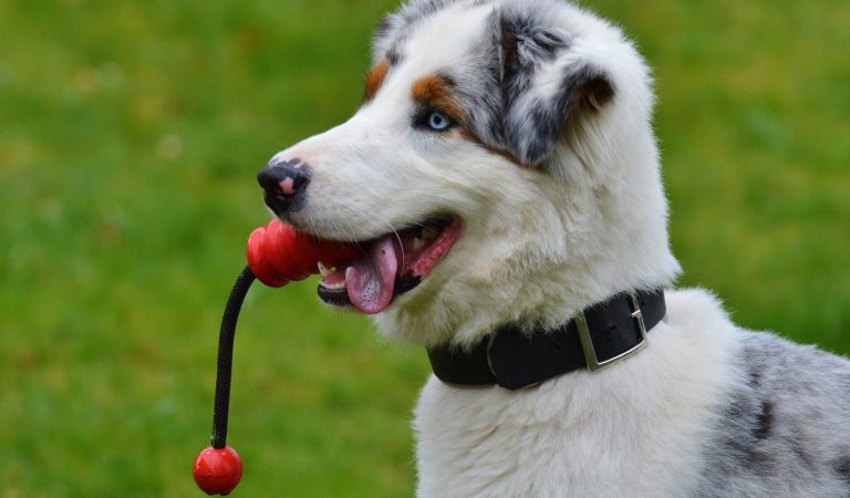 Zubehör für das Hundetraining