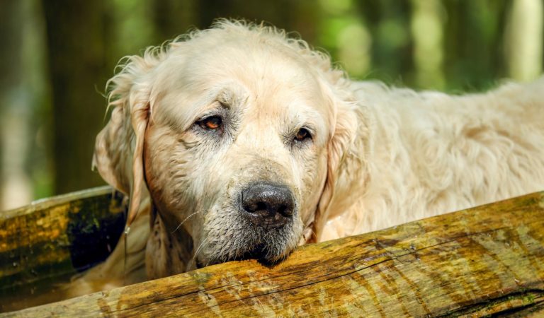 Ausbildung älterer Hunde